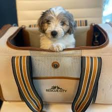 Paravel Cabana Carrier